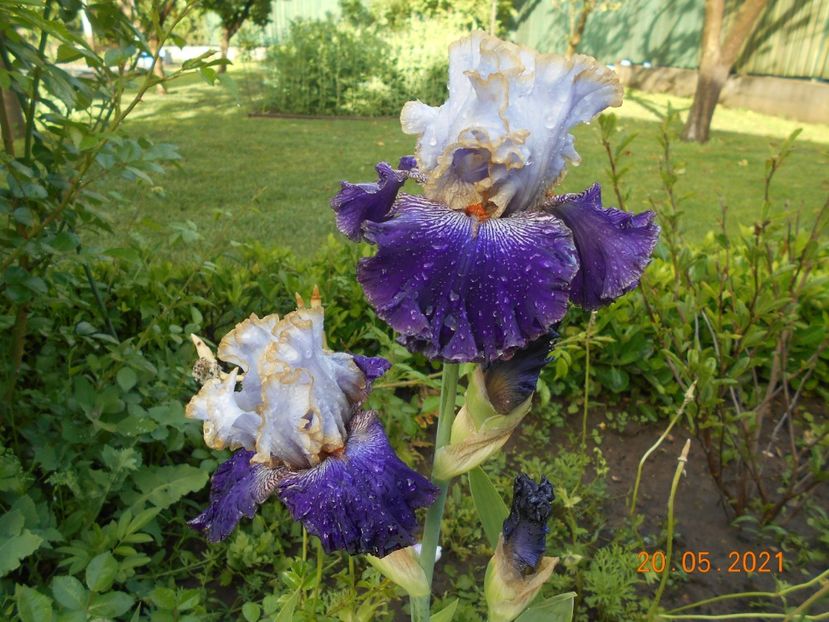 Bratislavan Prince - 02 Irisi 2021