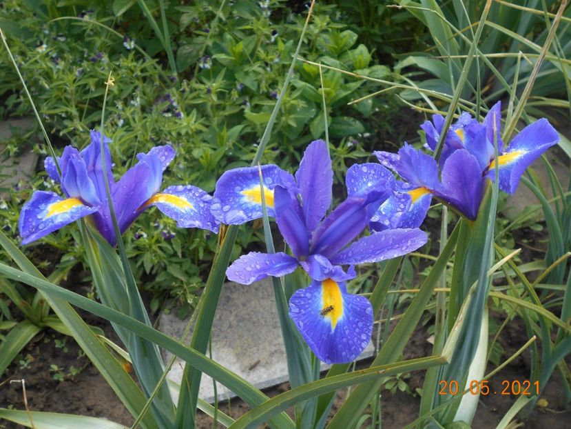  - 02 Irisi 2021
