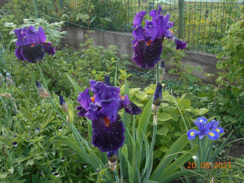 Local Color - 02 Irisi 2021