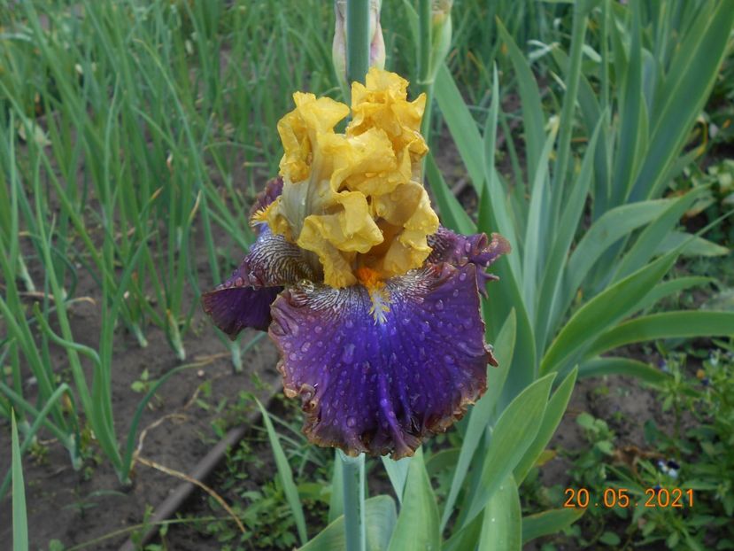 Garden Pleasure - 02 Irisi 2021