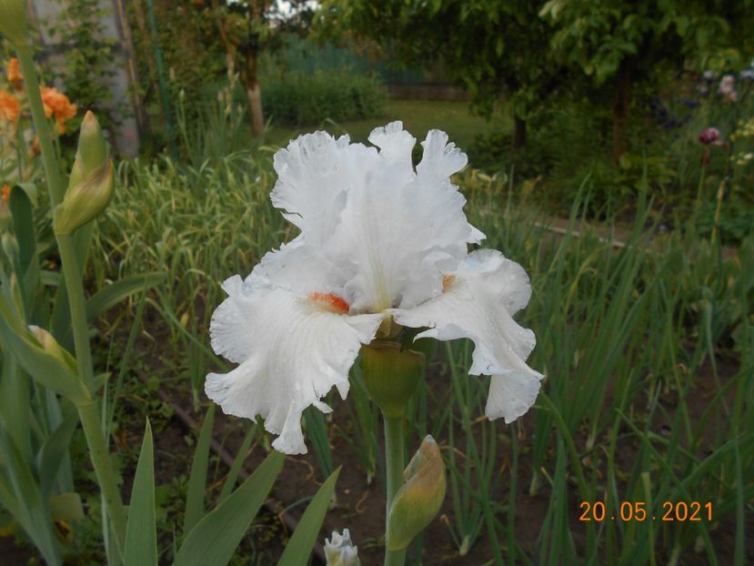 Foggy Valley - 02 Irisi 2021