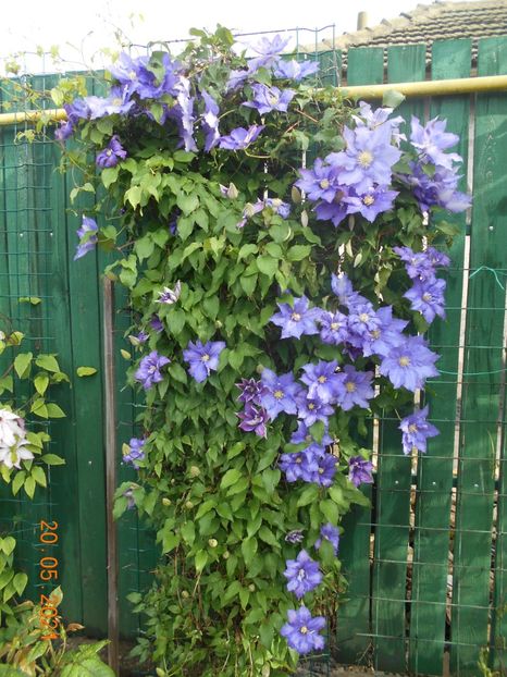  - 02 Clematite 2021