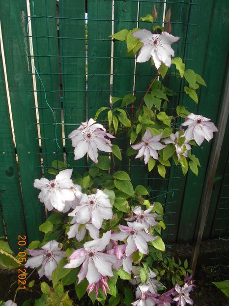  - 02 Clematite 2021