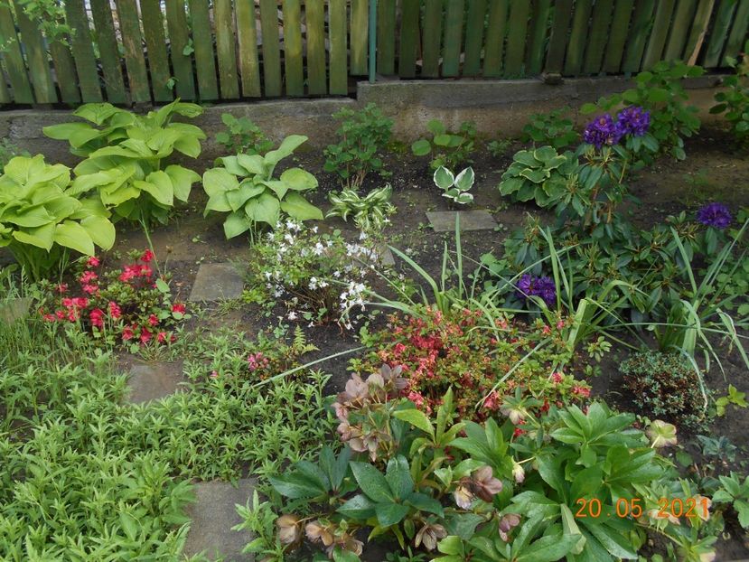  - 02 Azalee-rhododendroni-heleborusi-hortensii-hoste 2021