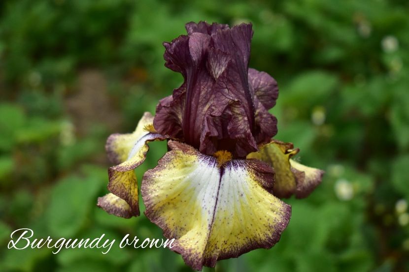 AddText_05-20-02.16.41 - Iriși 2021