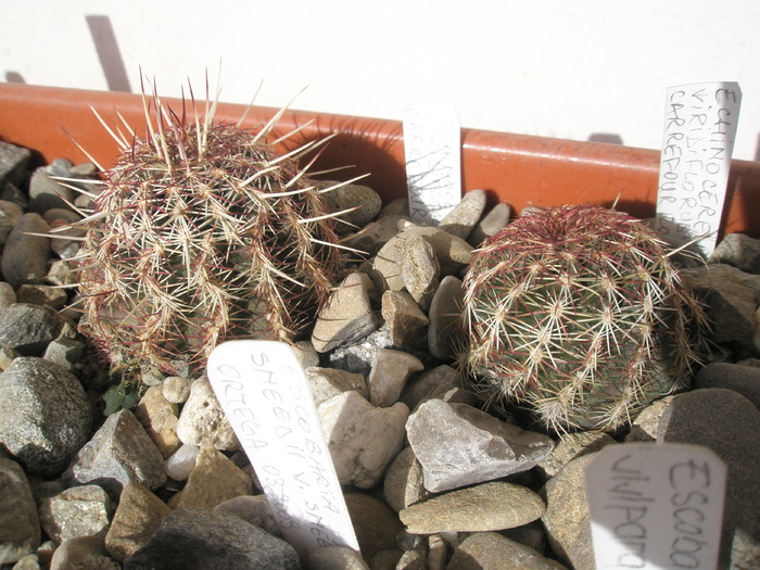 Echinocereus viridiflorus - plantele dupa iarna 2010