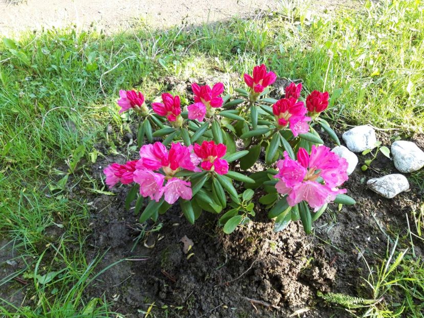  - Rododendronul