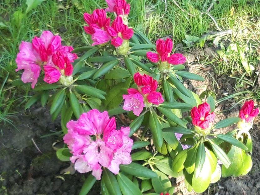  - Rododendronul