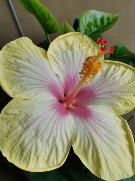  - Hibiscus 2015-2024