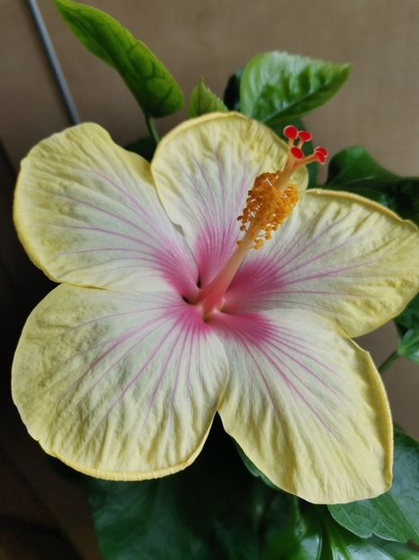  - Hibiscus 2015-2024