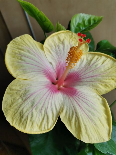  - Hibiscus 2015-2024