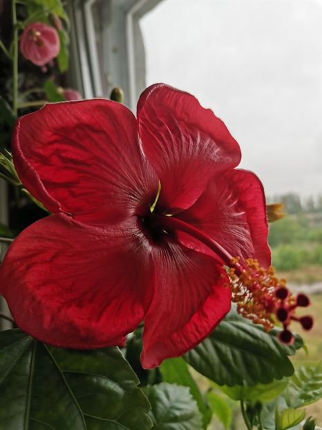  - Hibiscus 2015-2024