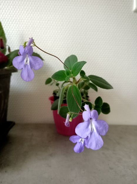 La mulți ani Constantin și Elena! - Streptocarpus Saxonella Streptocarpella-am dat cadou