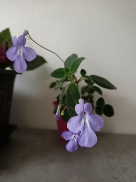 La mulți ani Constantin și Elena! - Streptocarpus Saxonella Streptocarpella-am dat cadou