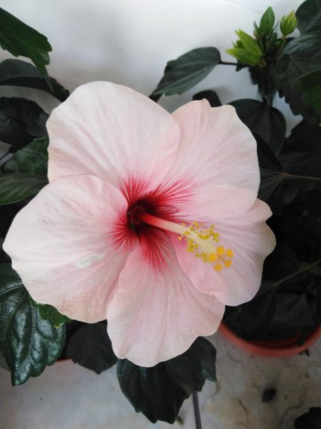  - HIBISCUS 2021
