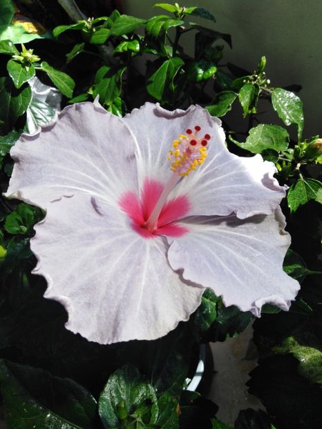  - HIBISCUS 2021