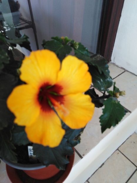  - HIBISCUS 2021