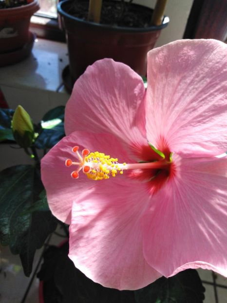 - HIBISCUS 2021