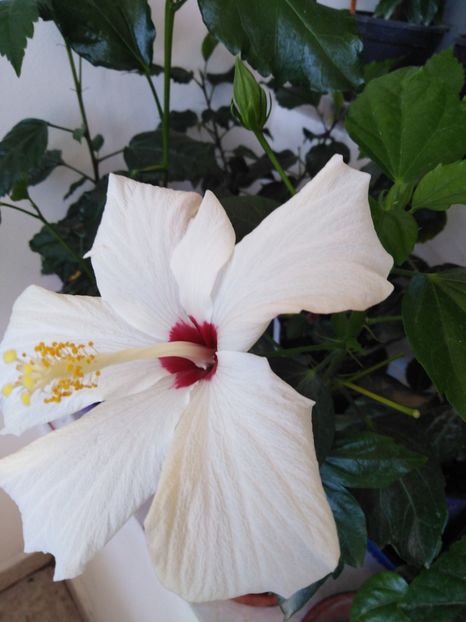  - HIBISCUS 2021