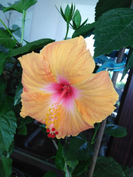 - HIBISCUS 2021