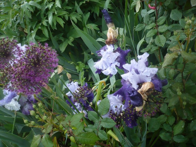 P1480051 - GRADINA 2021