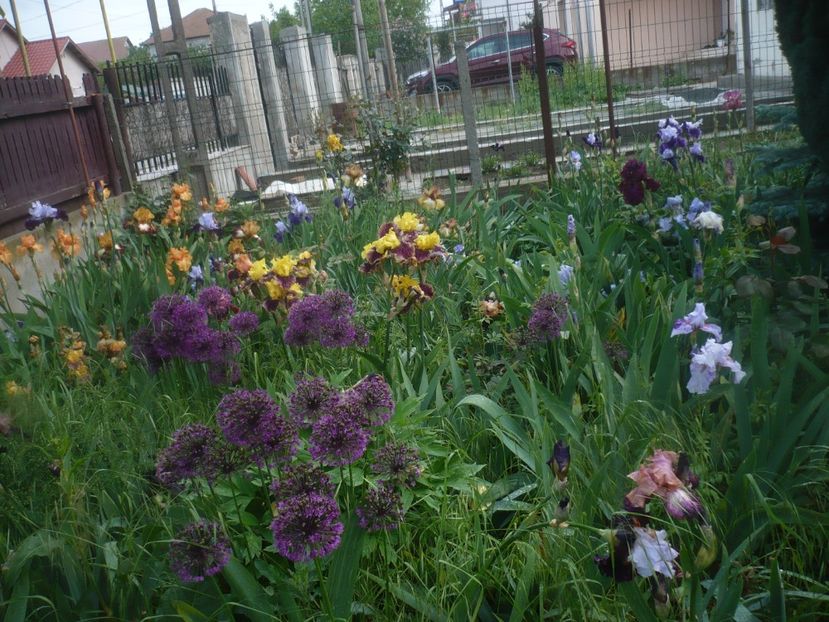 P1480052 - GRADINA 2021