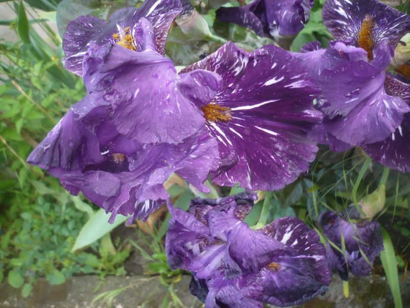 P1480053 - GRADINA 2021