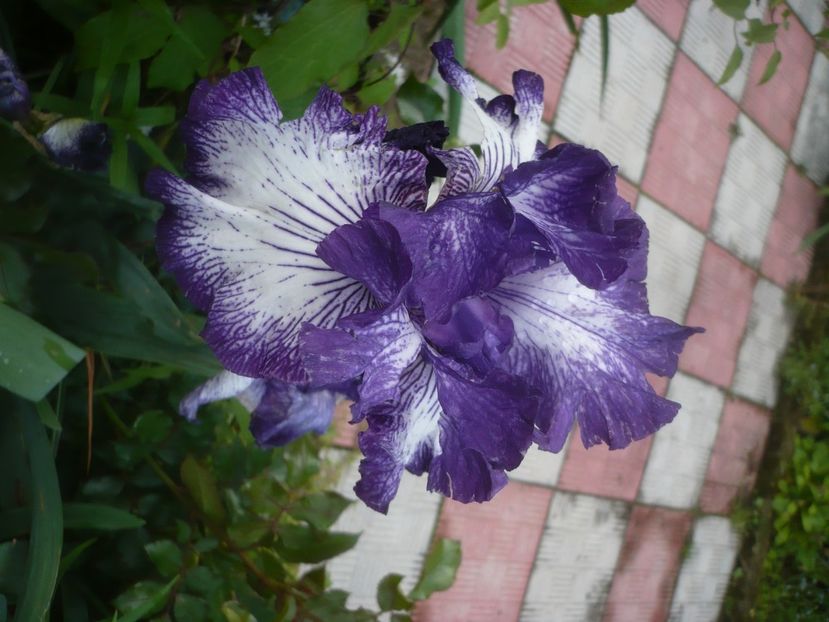 P1480056 - GRADINA 2021