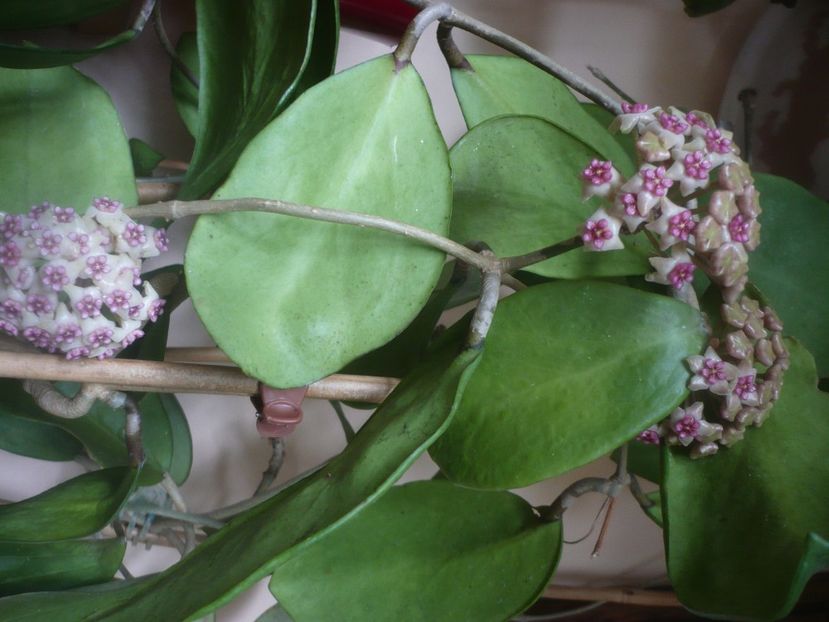 21.05.2021 - HOYA 2021-1