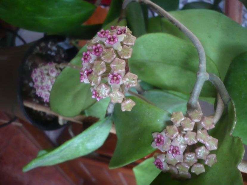 P1480061 - HOYA 2021-1