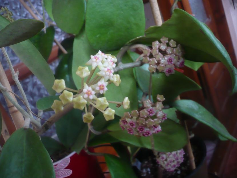 P1480062 - HOYA 2021-1