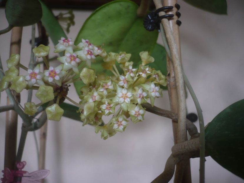 P1480064 - HOYA 2021-1