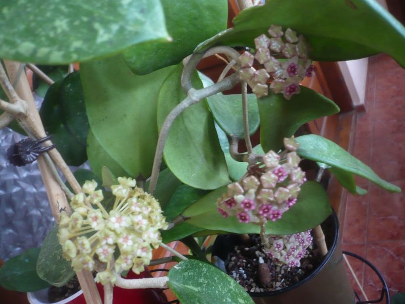 P1480066 - HOYA 2021-1