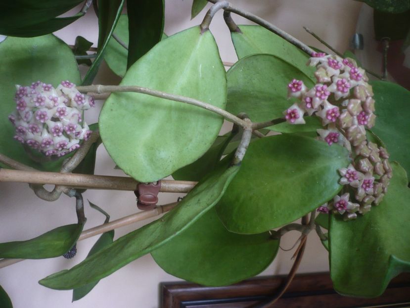 P1480067 - HOYA 2021-1