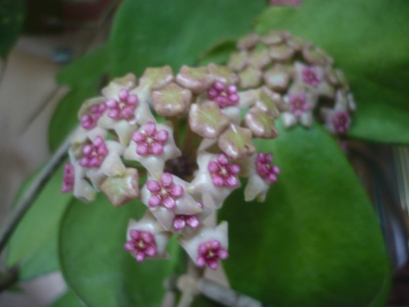 P1480068 - HOYA 2021-1