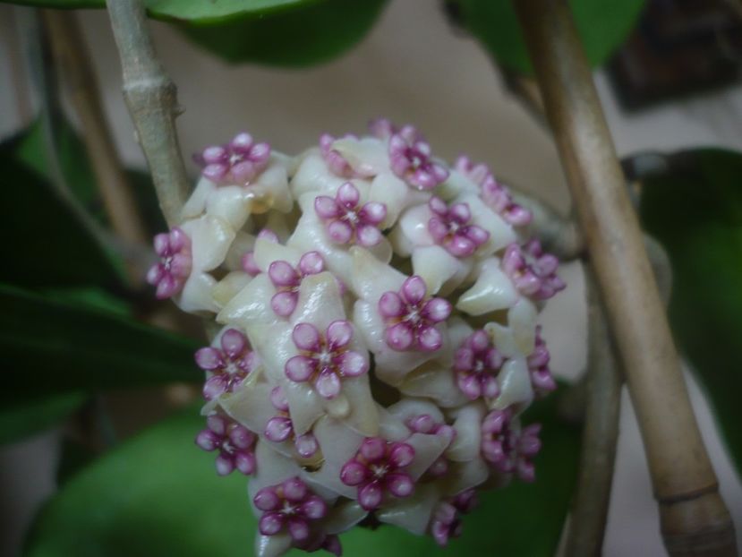 P1480070 - HOYA 2021-1