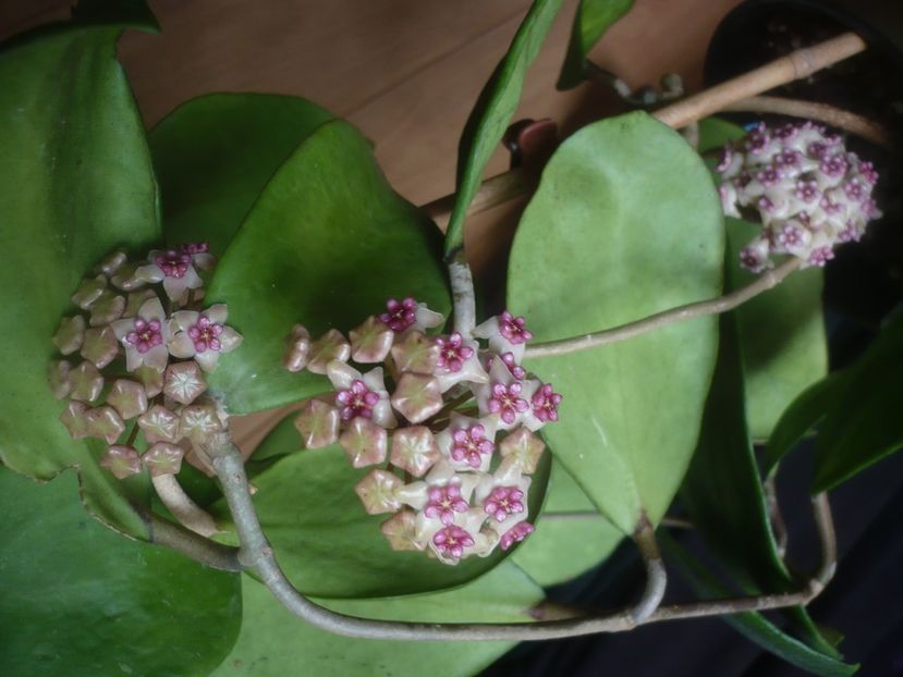 P1480072 - HOYA 2021-1