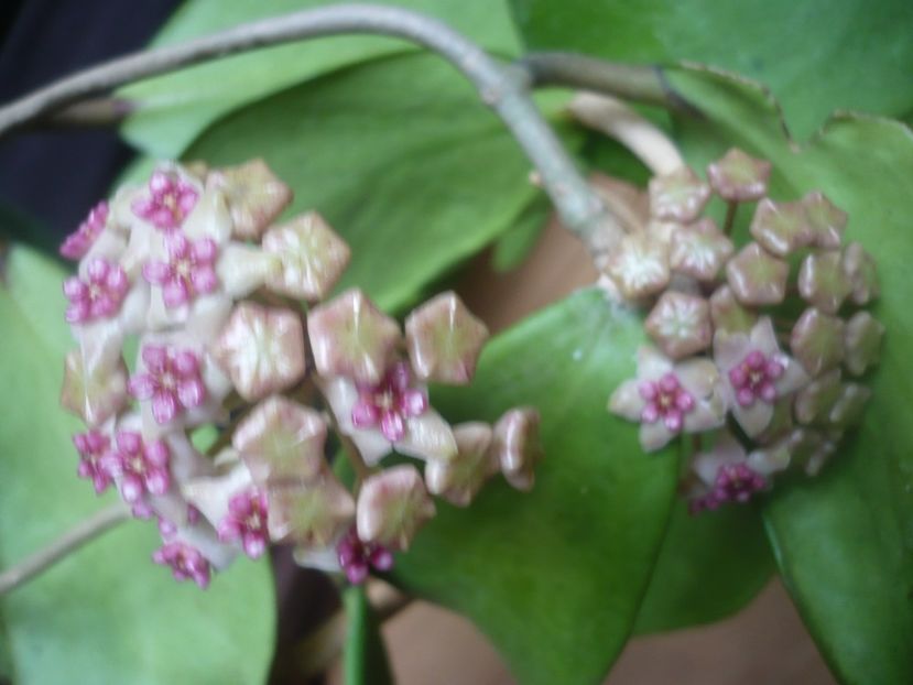 P1480073 - HOYA 2021-1