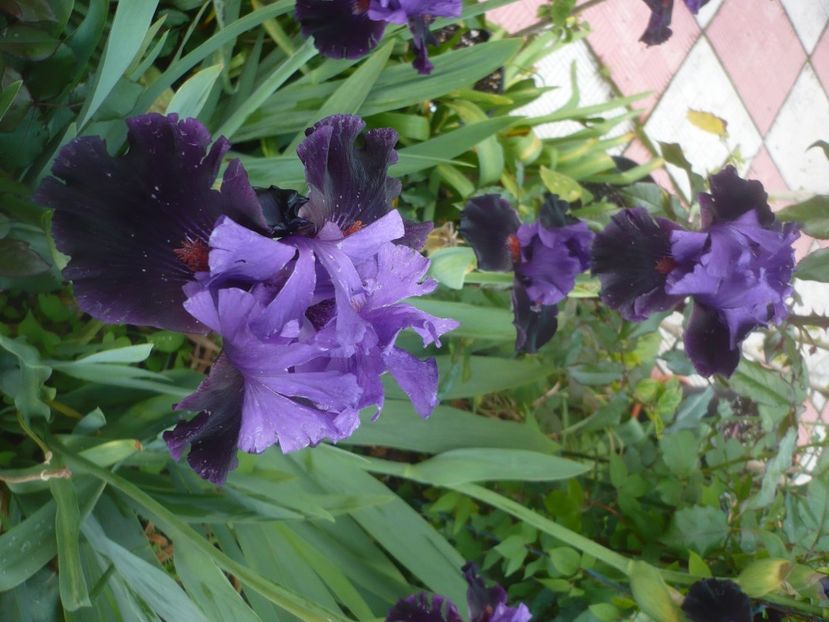 P1480040 - GRADINA 2021