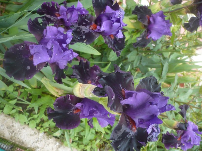 P1480041 - GRADINA 2021