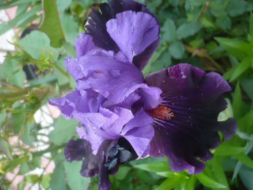 P1480042 - GRADINA 2021