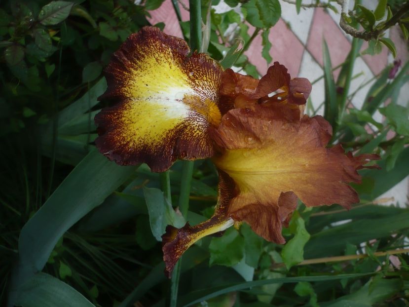 P1480058 - GRADINA 2021