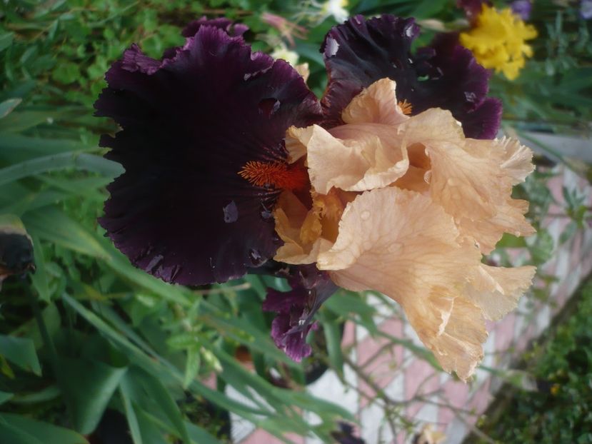 P1480057 - GRADINA 2021