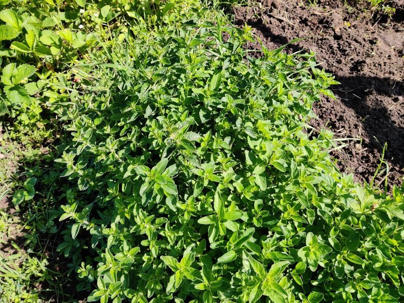 Oregano - Diverse flori de gradina