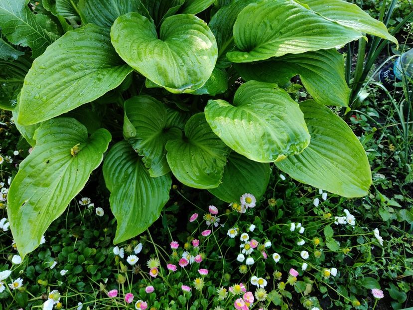 Hosta plantaginea - Diverse flori de gradina