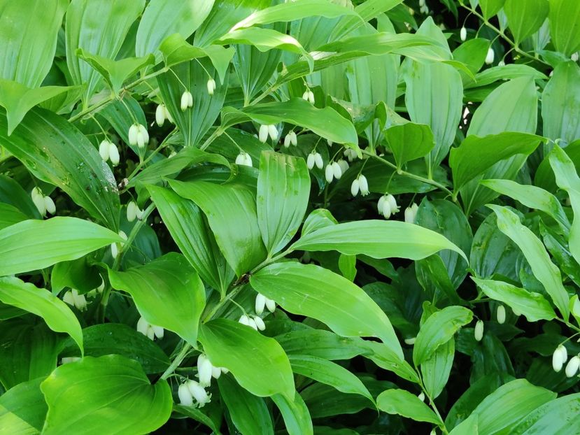 Polygonatum (pecetea lui Solomon) - Diverse flori de gradina