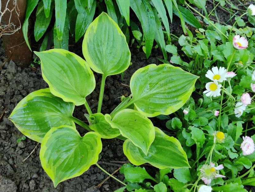 Hosta - Diverse flori de gradina