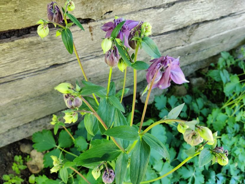 Aquillegia mov - Diverse flori de gradina