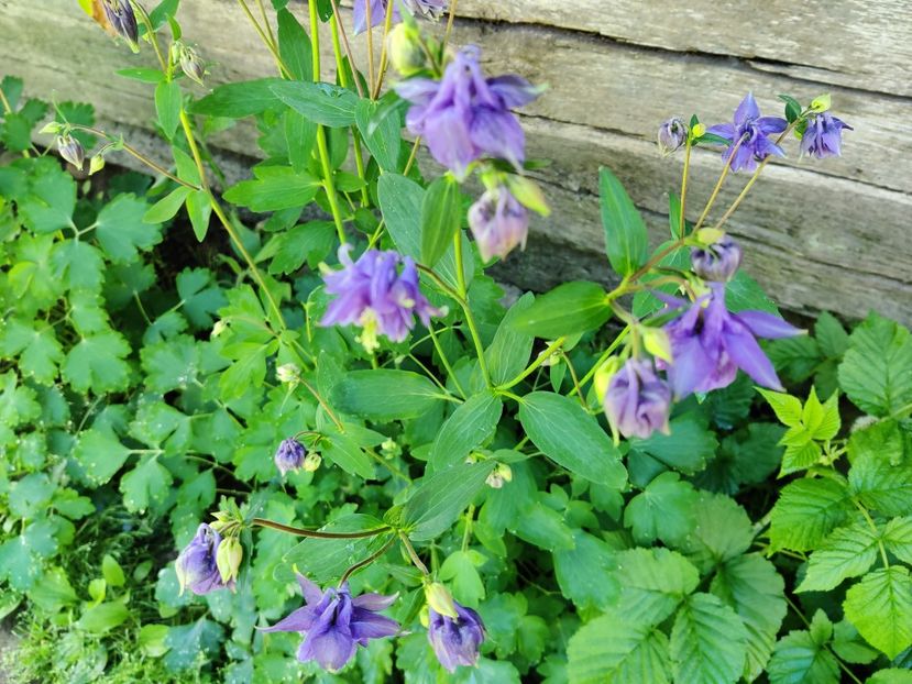 Aquillegia albastra - Diverse flori de gradina