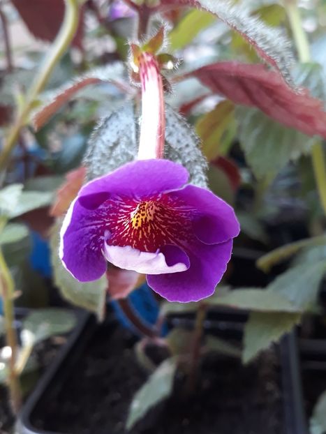 2021 - R21 - Serge s Jubilation